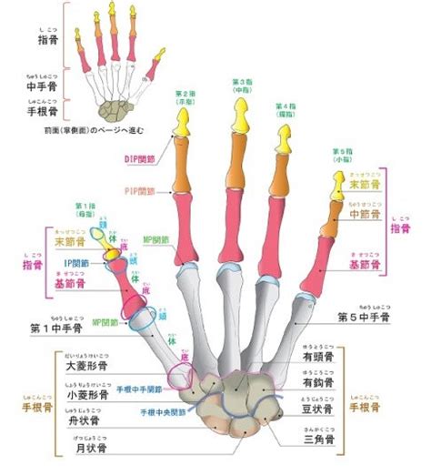 手指第一指節|指骨